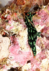 Raja Ampat 2016 - Nembrotha kubaryana - Kubarnyana nembrotha - Nembrotha de Kubary - IMG_5487_rc